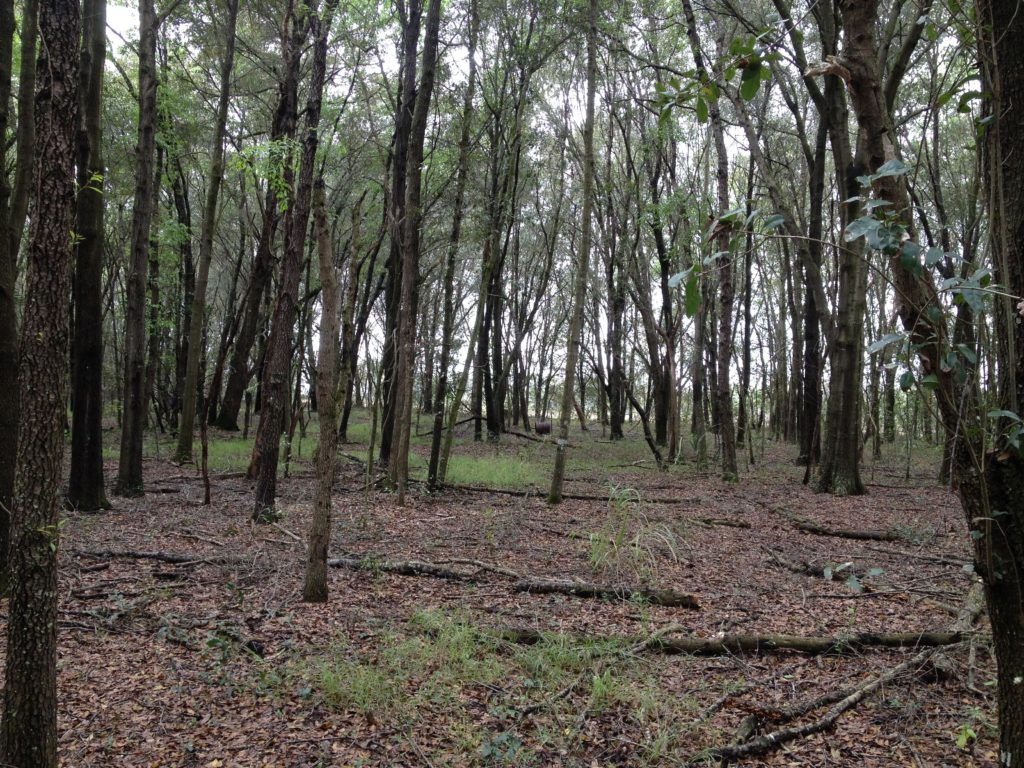 Photo: Lake Minneola property image 01